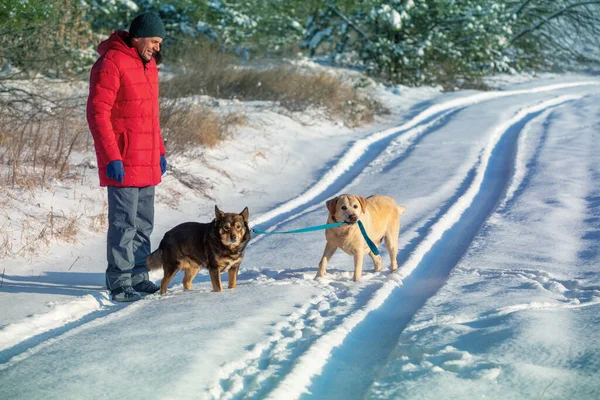 Man Med Två Hundar Går Snöig Skog Vintern Gul Labrador — Stockfoto