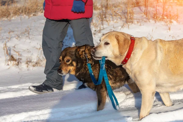 Människa Med Två Hundar Som Går Snöig Vinterskog Gul Labrador — Stockfoto