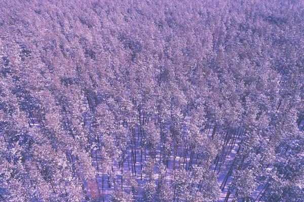 Πεύκο Χιονισμένο Δάσος Χειμώνα Δέντρα Καλυμμένα Χιόνι Αεροφωτογραφία Φόντο Φύσης — Φωτογραφία Αρχείου