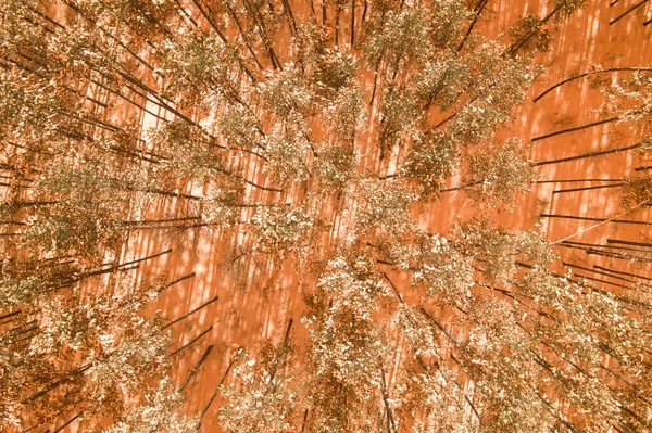 Kiefern Schneebedeckten Wald Winter Trendigen Orangen Farbe Getönt Bäume Die — Stockfoto
