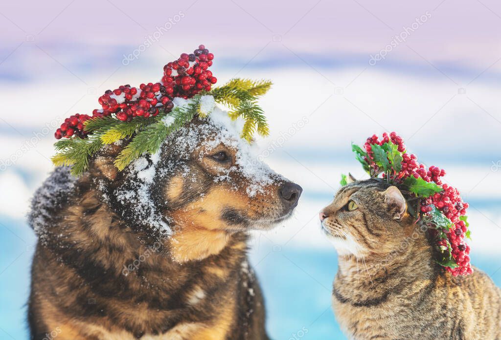 Funny dog and cat with Christmas wreath sitting together outdoors on the snow in winter. Christmas scene