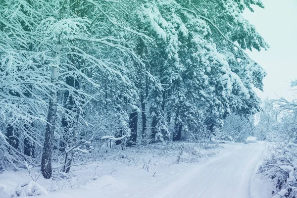 Straße Einem Verschneiten Wald Kiefern Die Mit Schnee Bedeckt Sind — Stockfoto