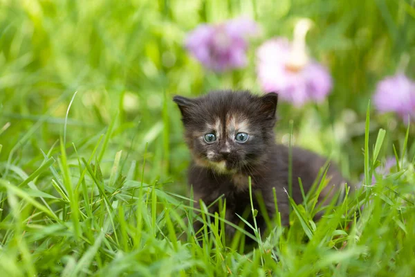 Little Cute Żółwie Kotek Siedzi Trawie Zielonym Trawniku — Zdjęcie stockowe