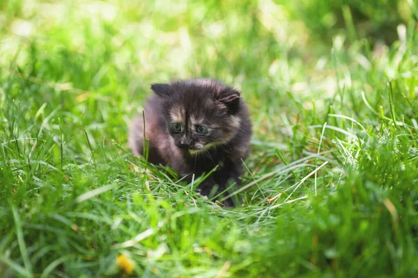 Little Cute Tortoiseshell Kitten Sits Grass Green Lawn — Stock Photo, Image