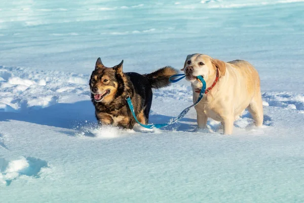 Två Hundar Går Snön Vintern Gul Labrador Retriever Hund Leder — Stockfoto