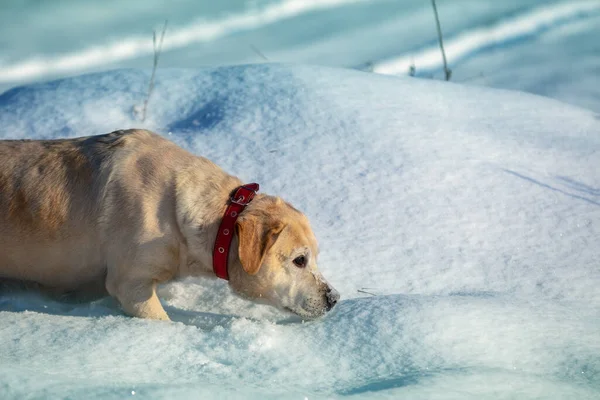 Labrador Retrívr Pes Procházky Venku Hlubokém Sněhu Zimě — Stock fotografie