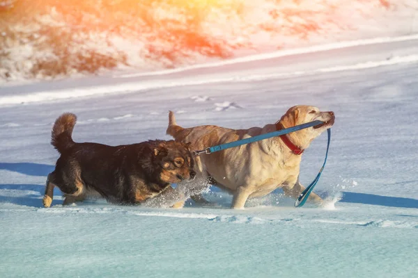 Två Hundar Går Snön Vintern Gul Labrador Retriever Hund Leder — Stockfoto