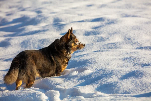 Собака Гуляет Глубоком Снегу Зимой Поле — стоковое фото