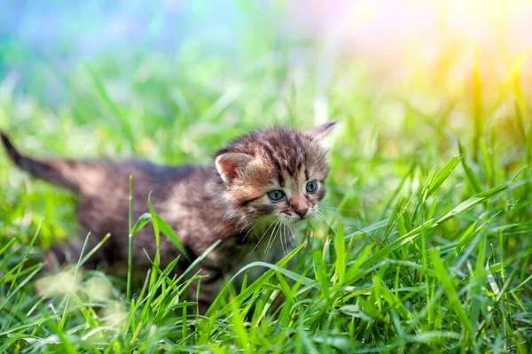 Pequeno Gatinho Caminha Grama Gramado Verde — Fotografia de Stock