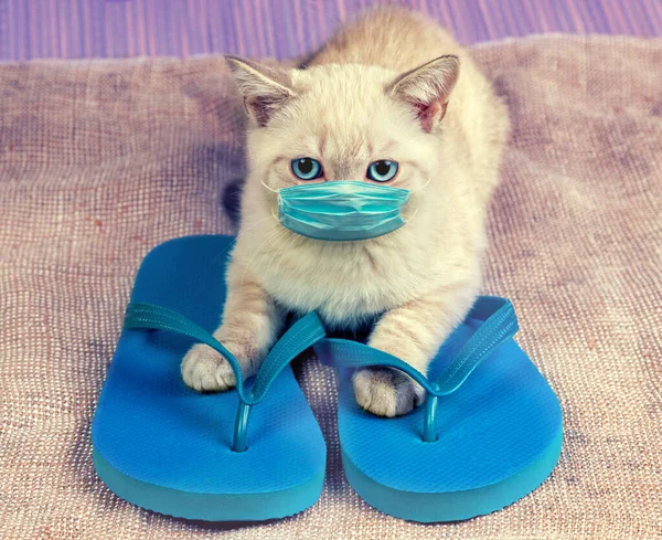 Lindo Gatito Con Sandalias Chanclas Gato Tailandés Con Mascarilla Médica —  Fotos de Stock