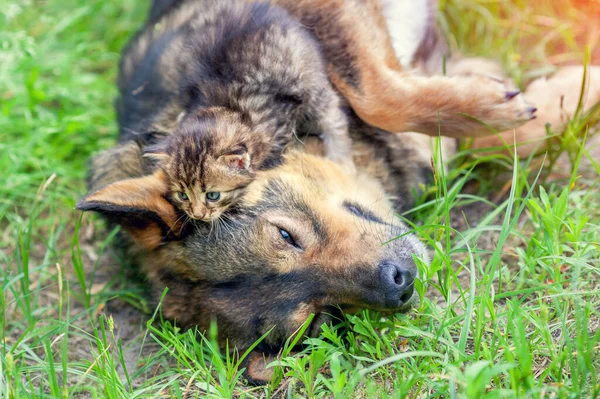 Funny pets. Dog and cat best friends playing together outdoors on the grass. Kitten lies on the dog\'s head