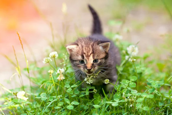 Mały Kotek Spaceruje Koniczynie — Zdjęcie stockowe