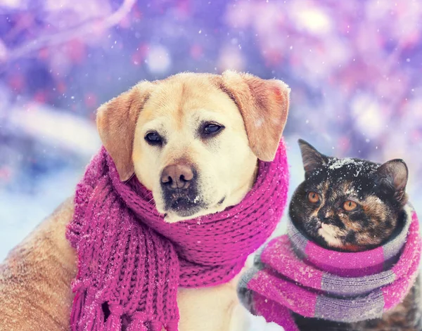 冬には雪の中屋外で一緒に座ってニットスカーフを着て犬や猫 クリスマスシーン — ストック写真