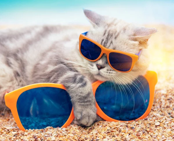 ビーチで大きなサングラスの上に足を横にサングラスでシアメーズキャット 猫は夏を楽しんでいる 休暇の概念 — ストック写真