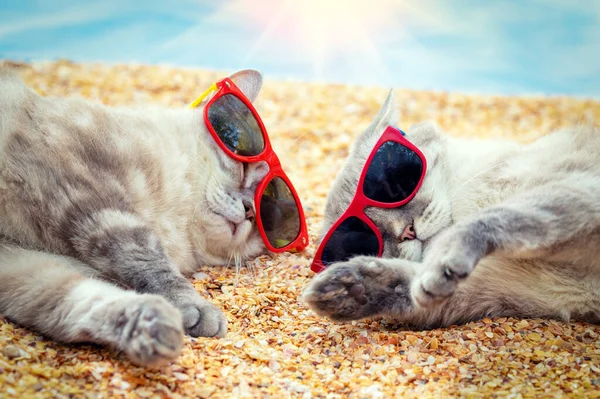 Dos Gatos Siameses Con Gafas Sol Relajándose Playa —  Fotos de Stock