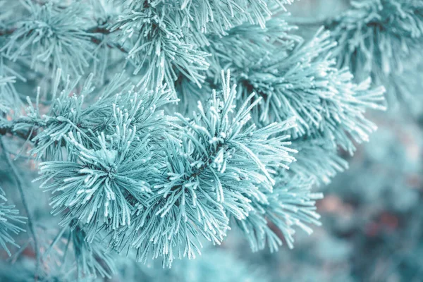 松枝上覆盖着李子 大自然的冬季背景 冬天的自然雪地的森林 圣诞节背景 — 图库照片