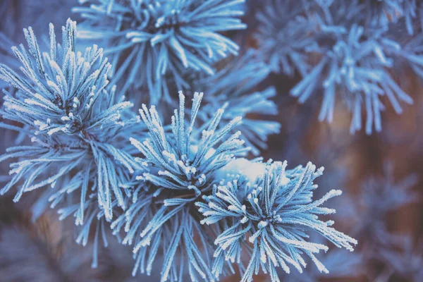 Kiefernzweige Mit Reim Bedeckt Natur Winter Hintergrund Winternatur Verschneiter Wald — Stockfoto