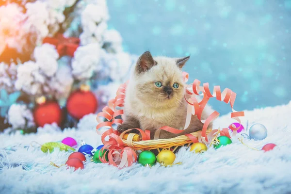 Malé Koťátko Zabalené Hadovitém Koši Sedí Zimě Koši Vánočního Stromku — Stock fotografie