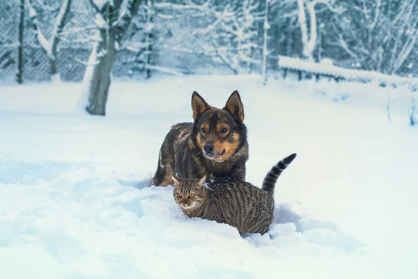 Kutya Macska Együtt Játszanak Szabadban Mély Hóban — Stock Fotó
