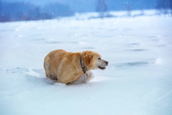 Лабрадор Выгуливает Собаку Улице Зимнем Снежном Поле — стоковое фото
