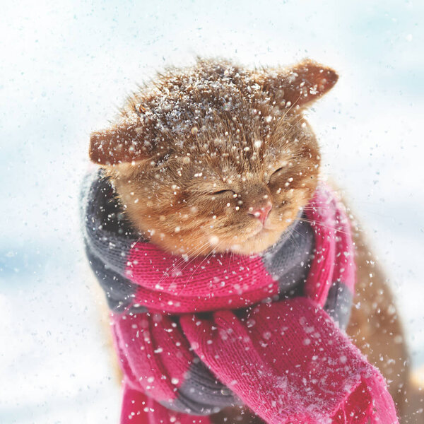 Portrait of a ginger kitten wearing a knitted scarf. Kitten sitting in snowy winter at blizzard