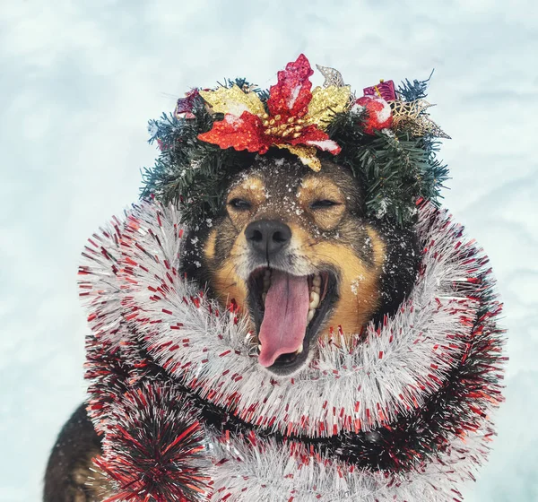Porträtt Hund Insnärjd Färgglada Tinsel Och Krönt Julkrans Hund Promenader — Stockfoto