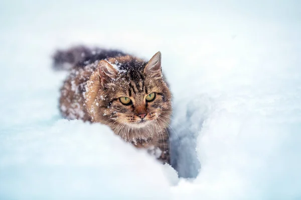 Cat Outdoors Winter Siberian Gray Cat Walking Deep Snow Winter — Stock Photo, Image