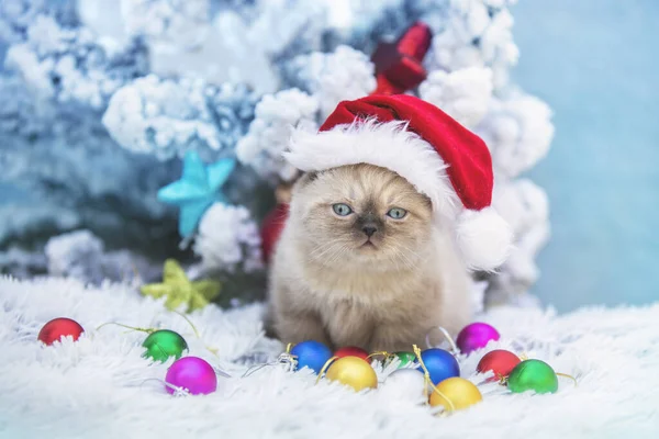 Funny Kitten Santa Hat Sits Decorated Fir Tree Blue Soft — Stock Photo, Image