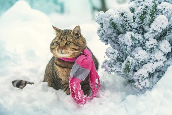 Macska Kötött Sál Kint Hóban Télen Hóesés Közben Fenyőfa Közelében — Stock Fotó
