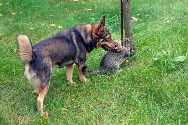 Chien Chat Meilleurs Amis Jouer Ensemble Extérieur — Photo