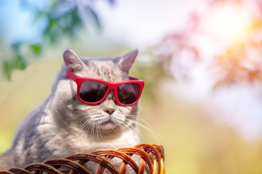 Güneş gözlüklü Siyam kedisi yazın dışarıda bir sepette oturuyor.