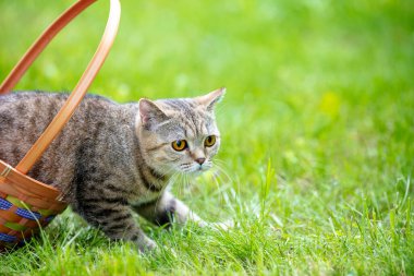Şirin kedi yazın çimlerin üzerinde bir sepette oturur.