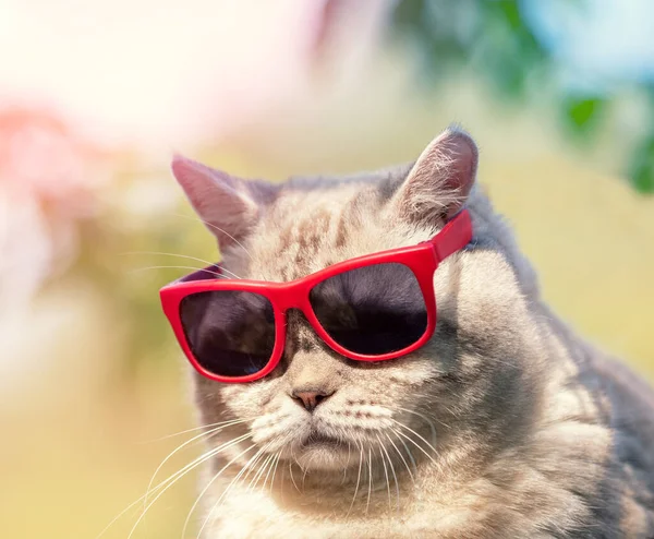 夏の屋外サングラスで面白い猫の肖像画 — ストック写真
