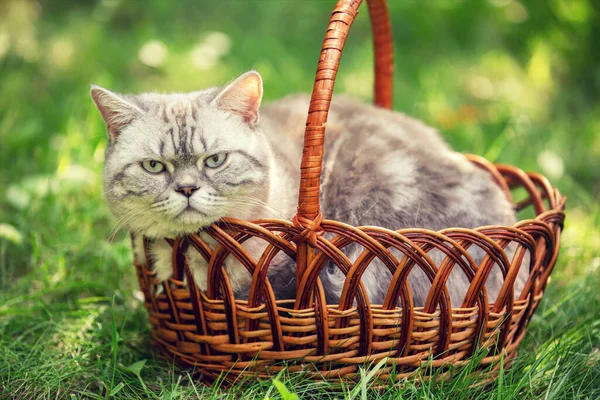 Siamská Kočka Ležící Koši Trávě Letního Slunečného Dne — Stock fotografie