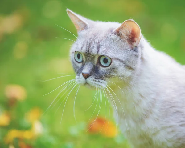 Siamese Gato Andando Grama — Fotografia de Stock