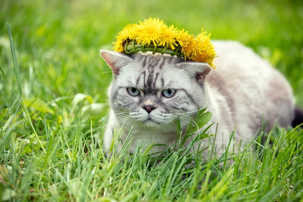 Siamese Cat Crowned Dandelion Chaplet Lying Grass Summer Garden — Stock Photo, Image
