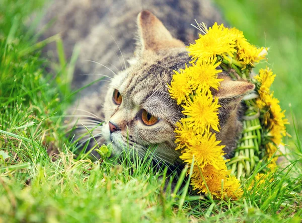 Şirin Kedi Taçlandırılmış Karahindiba Chaplet Yaz Bahçesinde Çimlerin Üzerinde Yatıyor — Stok fotoğraf