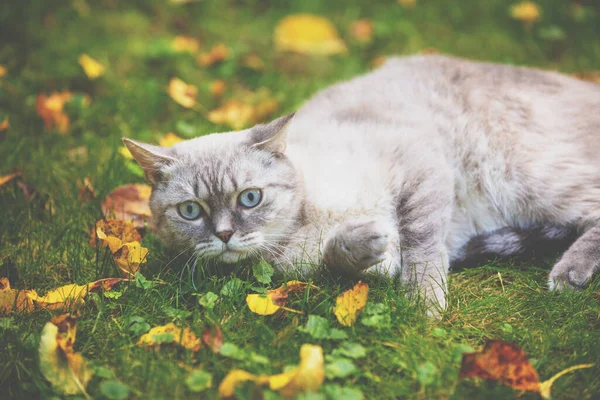 Сиамская Кошка Лежит Траве Осеннем Саду — стоковое фото
