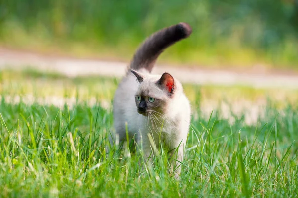 Pequeño Gatito Siamés Lindo Caminando Sobre Hierba Jardín Verano — Foto de Stock