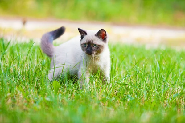 Piccolo Simpatico Gattino Siamese Che Cammina Sull Erba Nel Giardino — Foto Stock