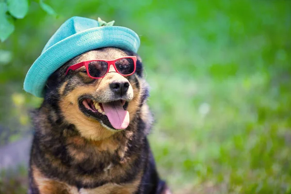 Retrato Moda Perro Aire Libre Perro Sombrero Verano Gafas Sol — Foto de Stock