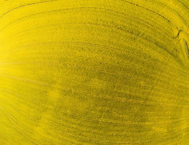 İlkbaharda açan kolza tohumu tarlası. Soyut doğa geçmişi. Üst Manzara. 9 resimden Panorama