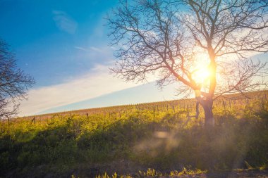 İlkbaharın başlarında tepedeki üzüm bağında gün batımına karşı. Akşamları doğa manzarası