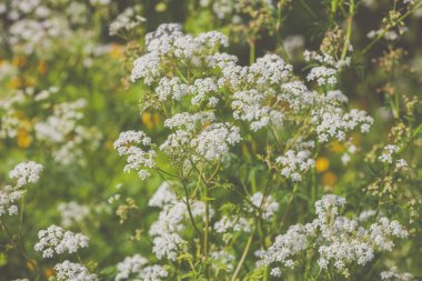 Çayırda çiçek açan bir çiçek. Bahar doğası arka planı