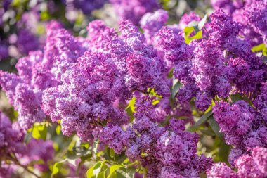Bahçede çiçek açan leylak çalısı. Bahar çiçeği arka planı