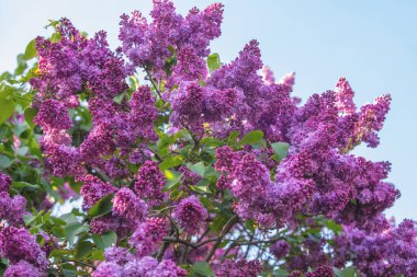 Bahçede çiçek açan leylak çalısı. Bahar çiçeği arka planı
