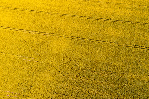 Campo Colza Florescente Primavera Fundo Abstrato Natureza Vista Superior — Fotografia de Stock