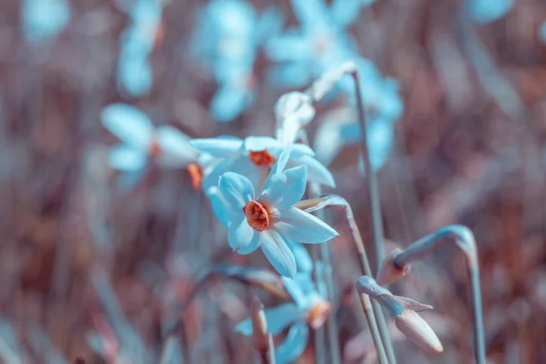 Blumen Hintergrund Blühende Wilde Narzissenpflanze Floral Frühling Natur Hintergrund Vintage — Stockfoto