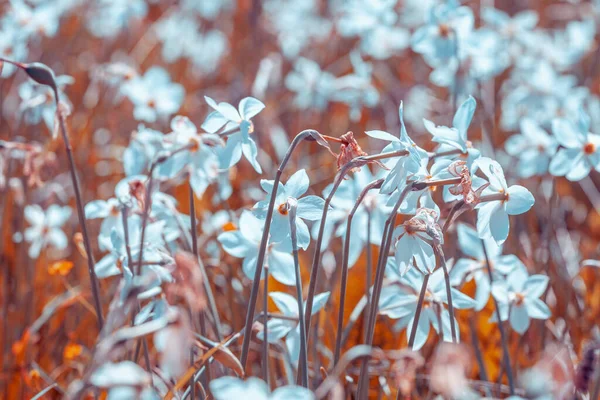 Flowers Background Blossoming Wild Narcissus Plant Floral Spring Nature Background — Stock Photo, Image