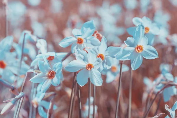 Blommor Bakgrund Blommande Vilda Narcissus Växt Blommig Vår Natur Bakgrund — Stockfoto